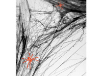 Pajęczyna Halloween, czarny, 60g
