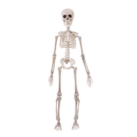 Wiszący szkielet Halloween 50 cm